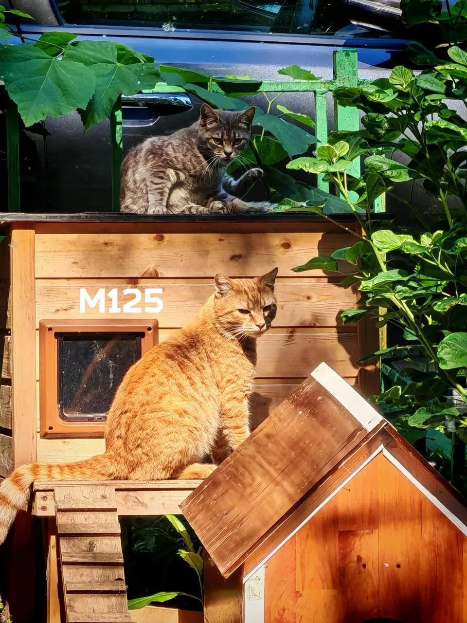 🐈 На бульваре Матроса Железняка обустроили домики для бездомных кошек.

Местные жители заботятся о 