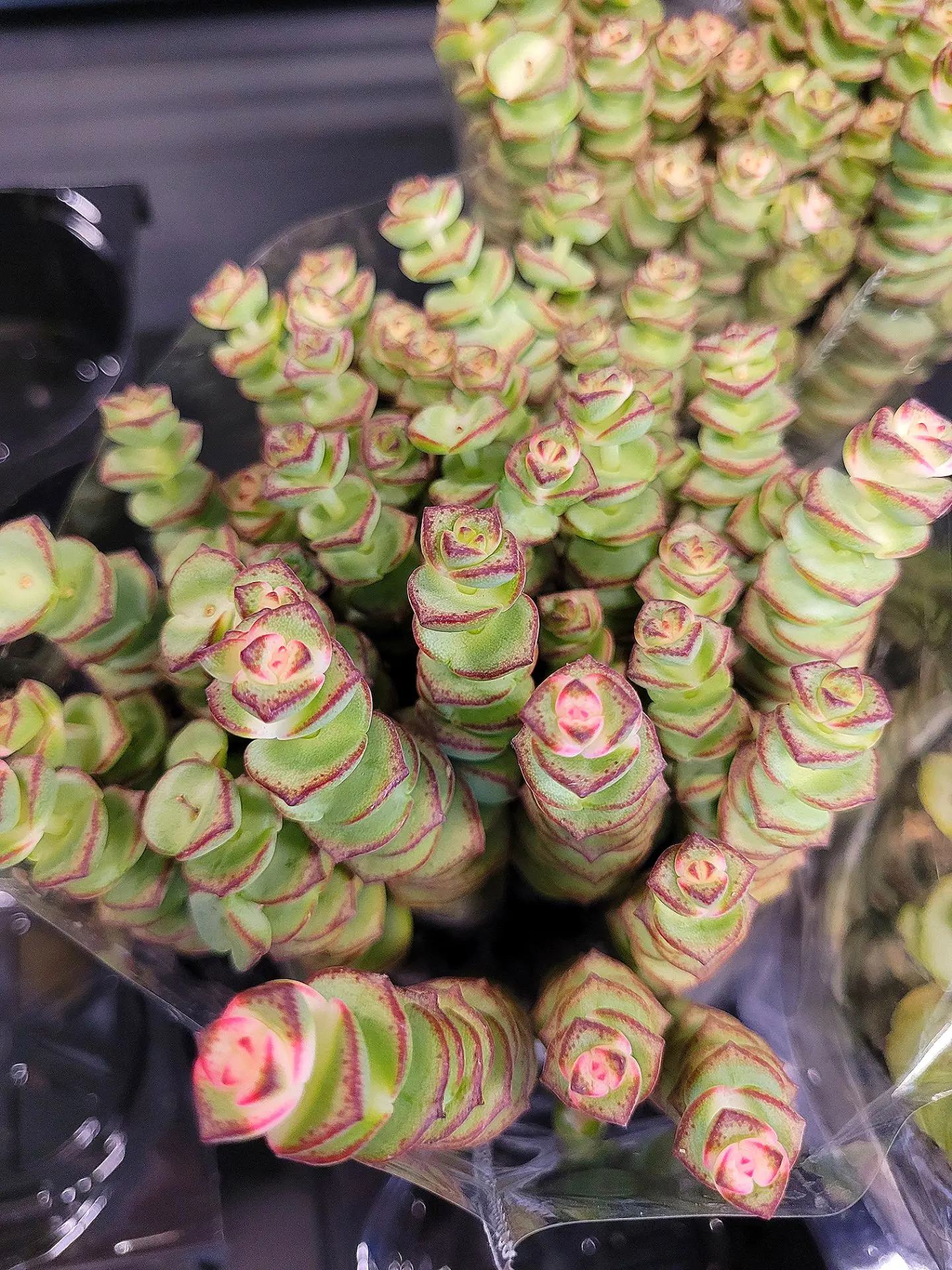 🤩Смотрите, что я сегодня обнаружила в магазине «Пятёрочка» 💚🌿