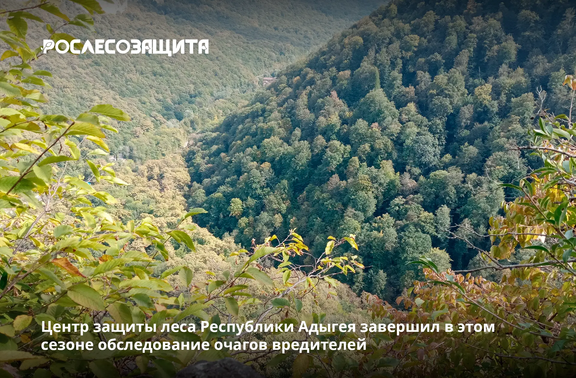 📊 Филиалом Рослесозащиты получены результаты наблюдений за основными вредителями дубов...
