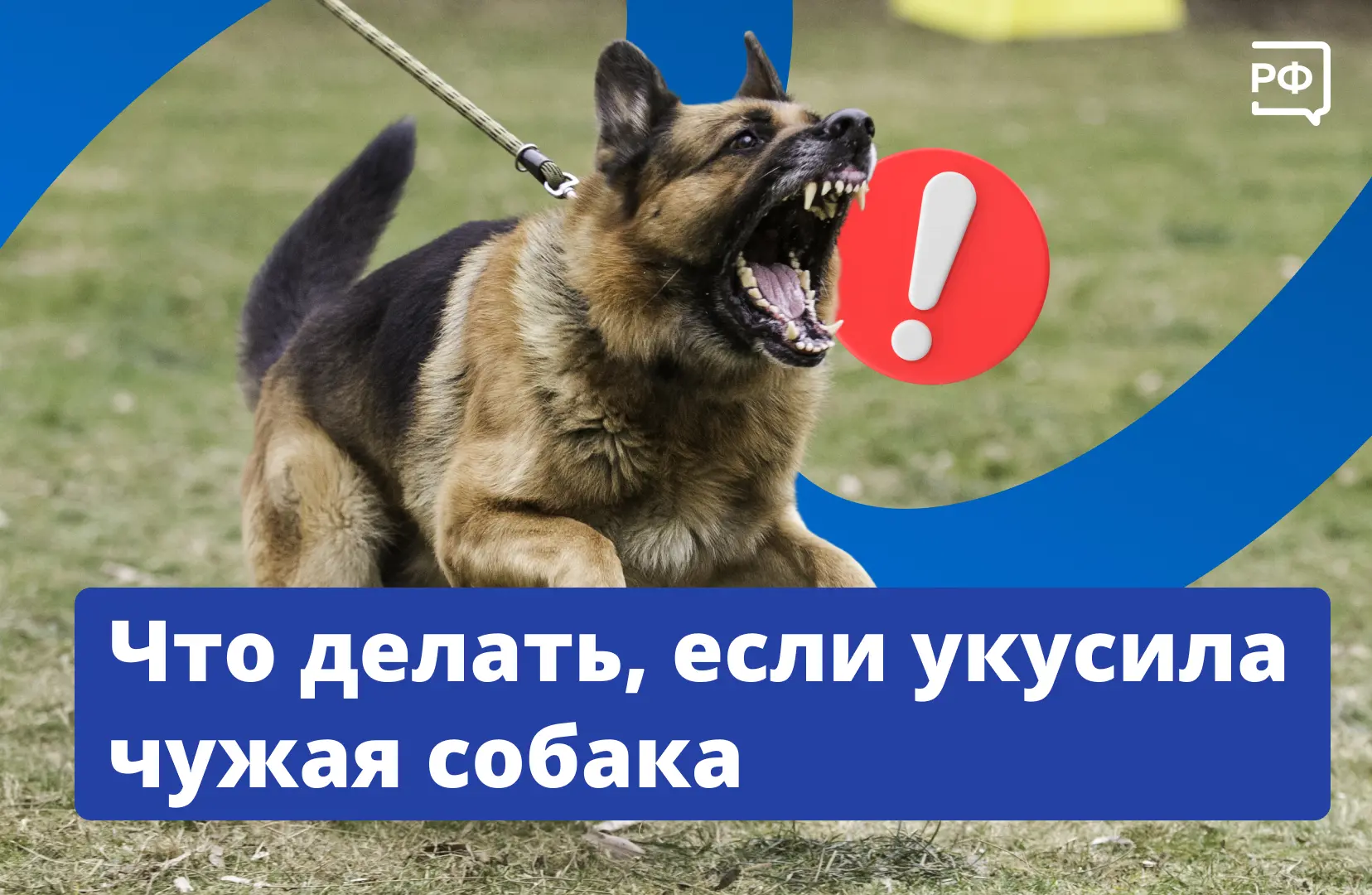 🦮 Собака бывает кусачей не только от жизни бродячей. Иногда укусить может и домашний п...