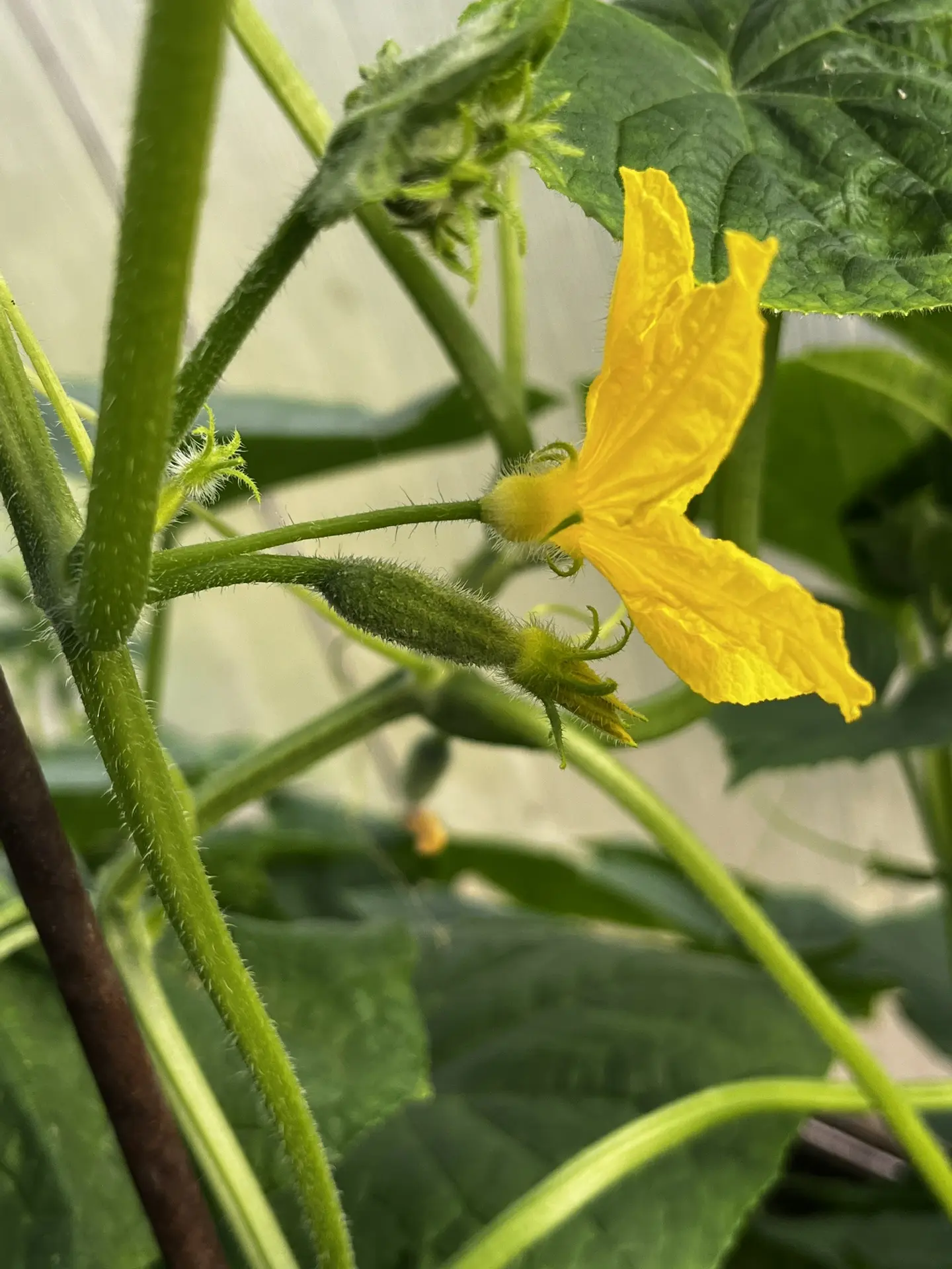 🥒 Срочная июньская подкормка для суперурожая огурцов!

Друзья-огородники, июнь в самом разгаре, и с