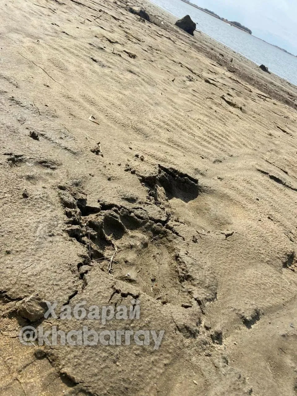 ⚠ Медведи больше двух недель выходят на улицы Малышево и Вятского