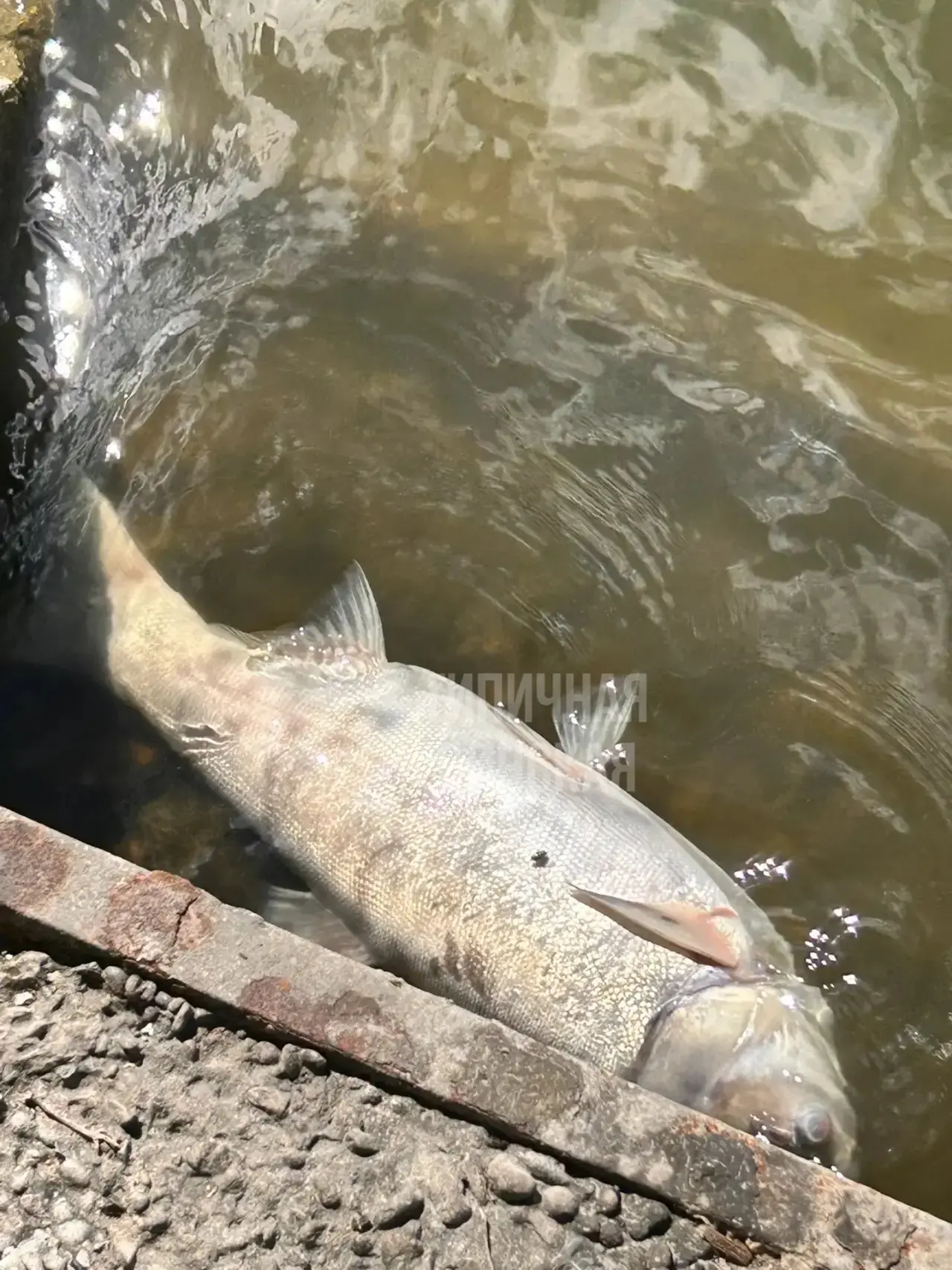 🐠 Вот такая водичка через мостик от центрального пляжа, куча дохлой рыбы и неимоверная вонь – делит