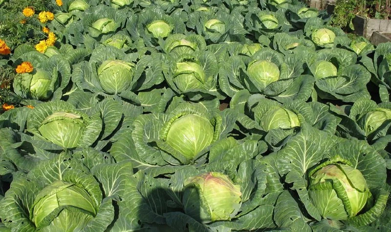🥬 Почему у капусты не растёт кочан

📌Слишком густая посадка. Когда растения растут «впритык», им н
