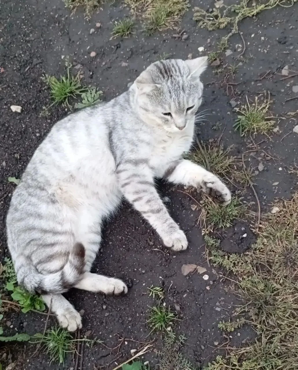 Кота Васю оставили в саду. Через неделю его некому будет кормить, а в округе не осталос...