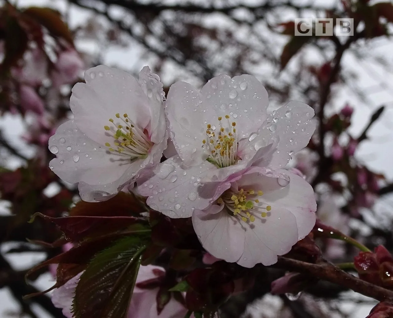 🌧Доброе утро, друзья!  🌸Встречаем новый день в окружении живописных видов цветущего Посьета — эти во