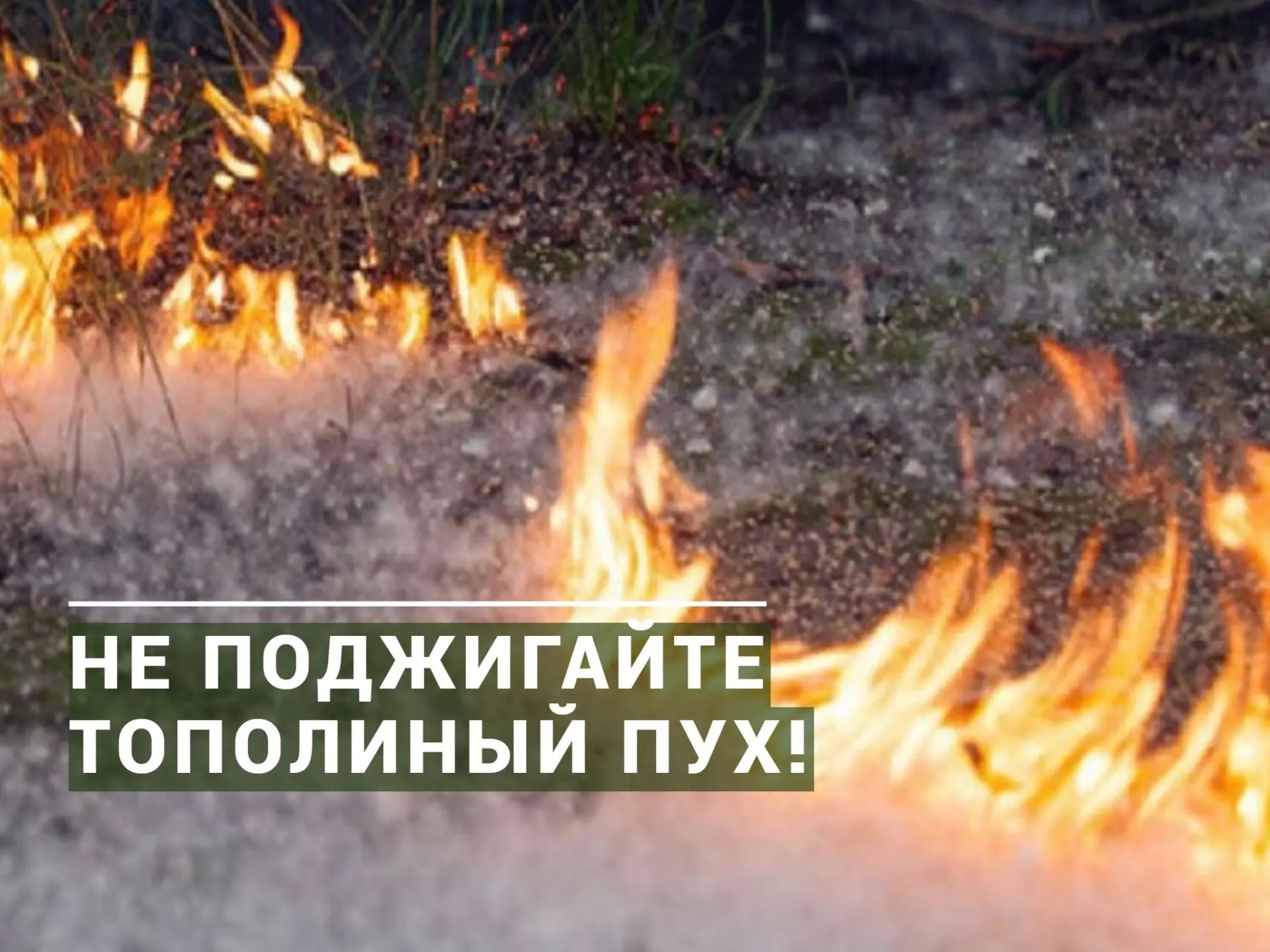 Тополиный пух — одна из главных причин летних пожаров

Во время цветения тополей пух скапливается вд