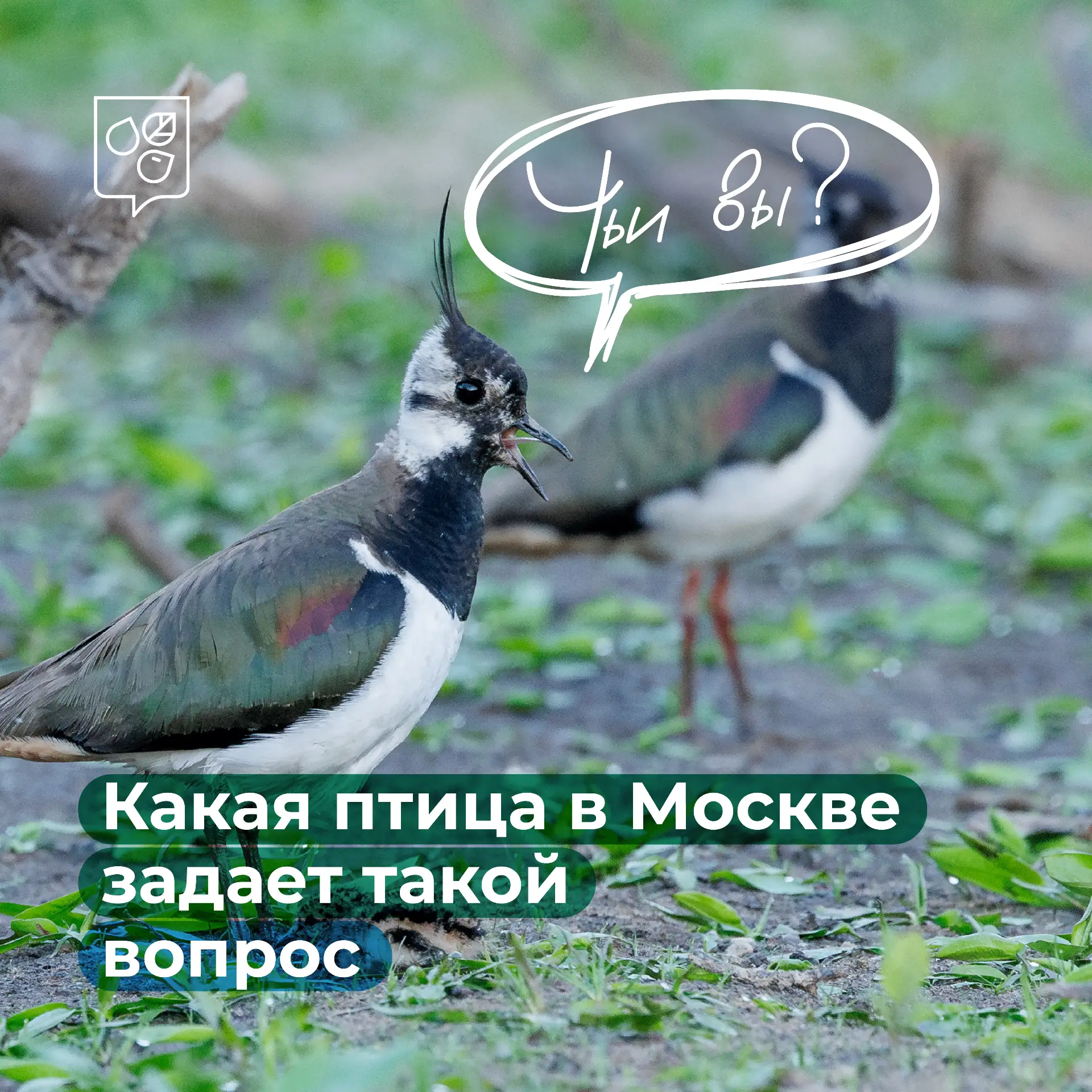 🪶 В столице обнаружили редкого чибиса с птенцами

Эта птица занесена в Красную книгу Москвы. 

Чиби