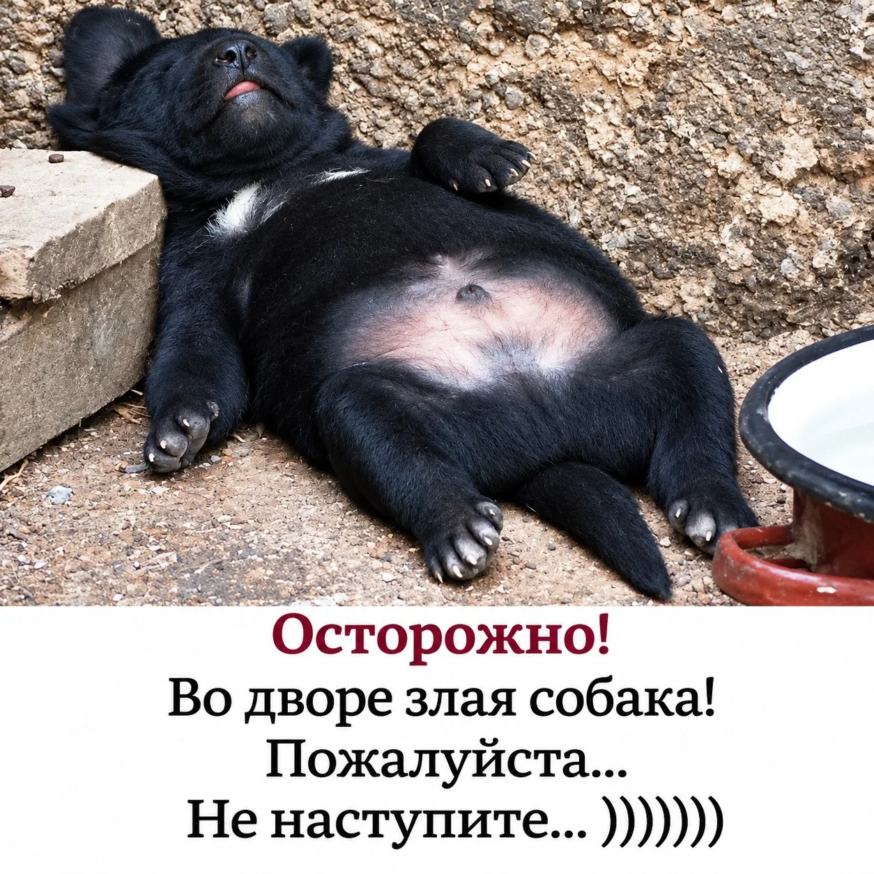 👑 Королева сарказма