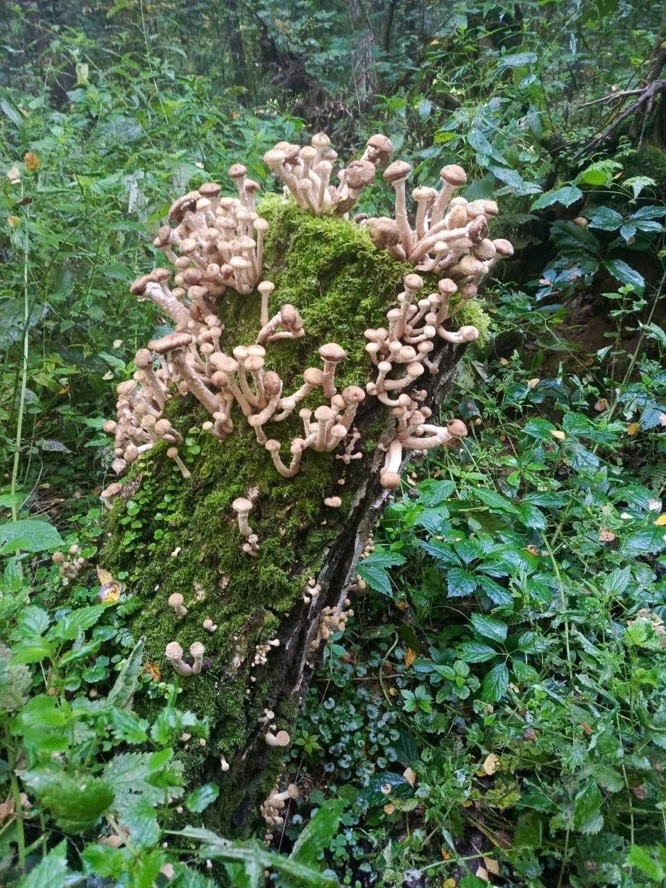 🍄‍🟫 В наших лесах начался грибной сезон