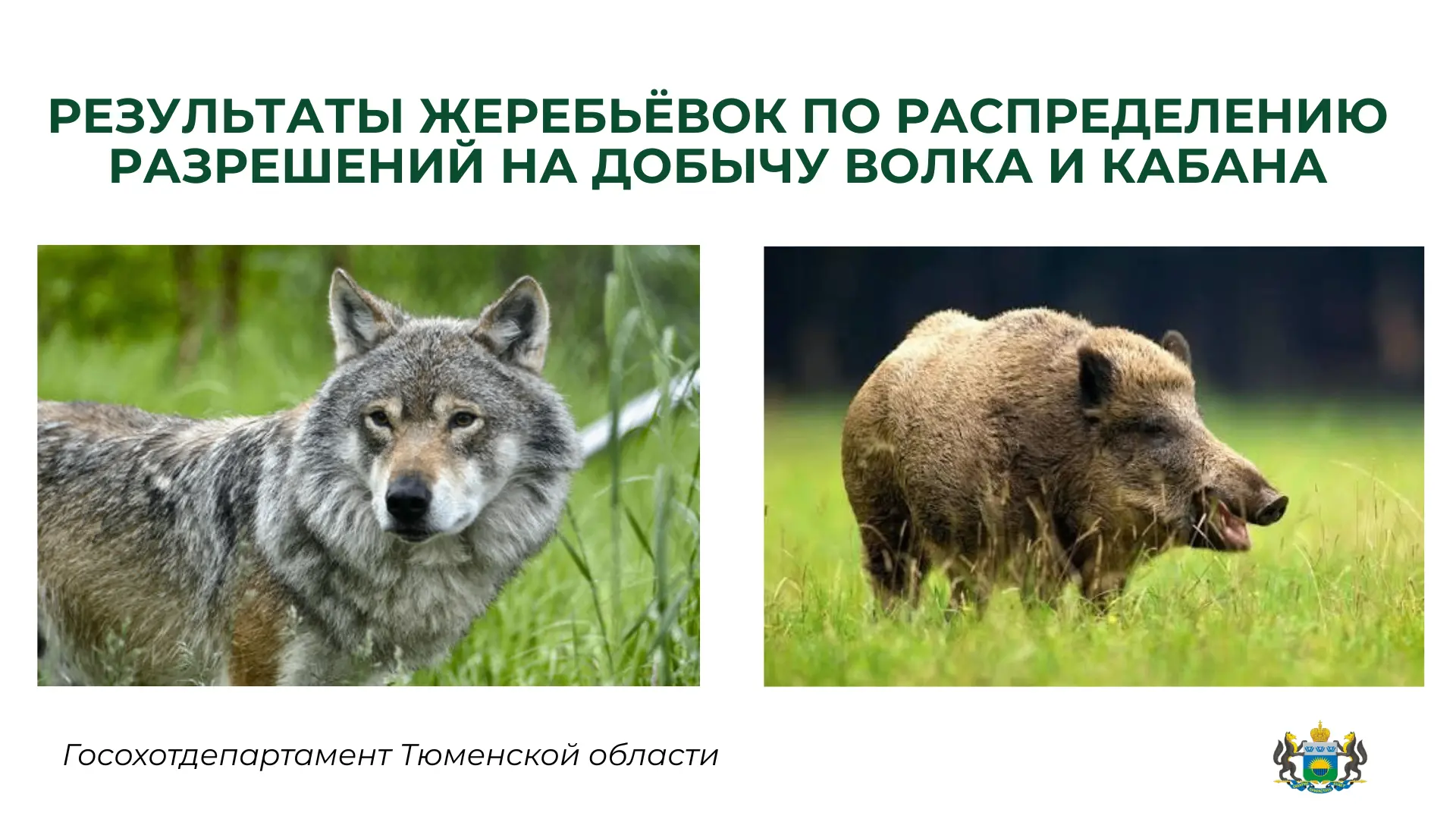 📢 Опубликованы протоколы результатов жеребьёвок по распределению разрешений на добычу волка и кабан