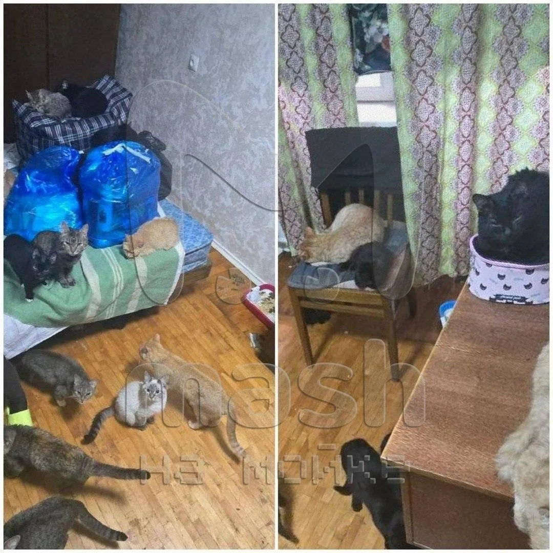 😳На улице Солдата Корзуна квартирантка заселилась с двумя кошками, а через месяц их ст...