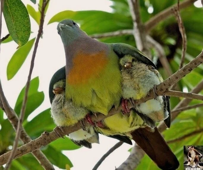 Заговоры через птиц 🐦

▪︎На богатство

Когда птиц кормите зерном, говорите без счета:

"Как много з
