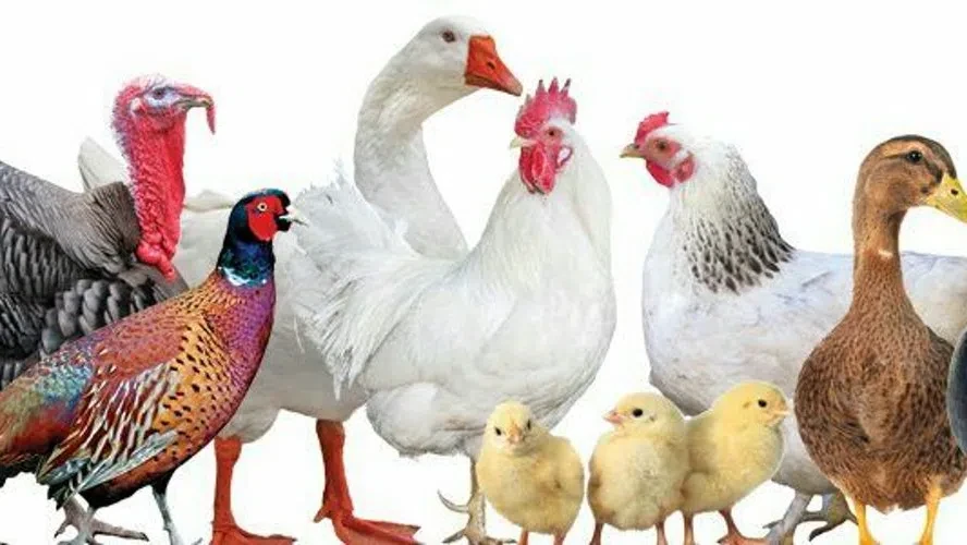 Вниманию владельцев личных подсобных хозяйств! 🐔🐓

Министерство сельского хозяйства и продовольств