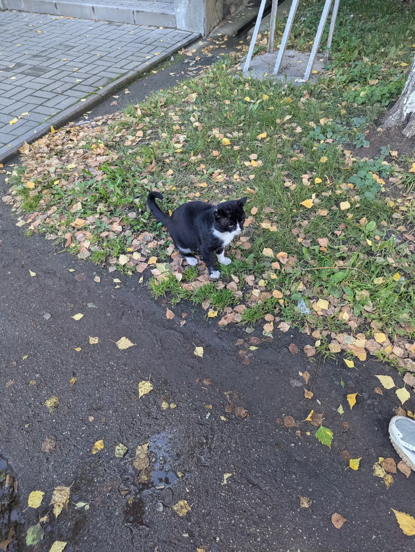 Чья потеряшка? Котик на ул. Ташкентская, д. 88