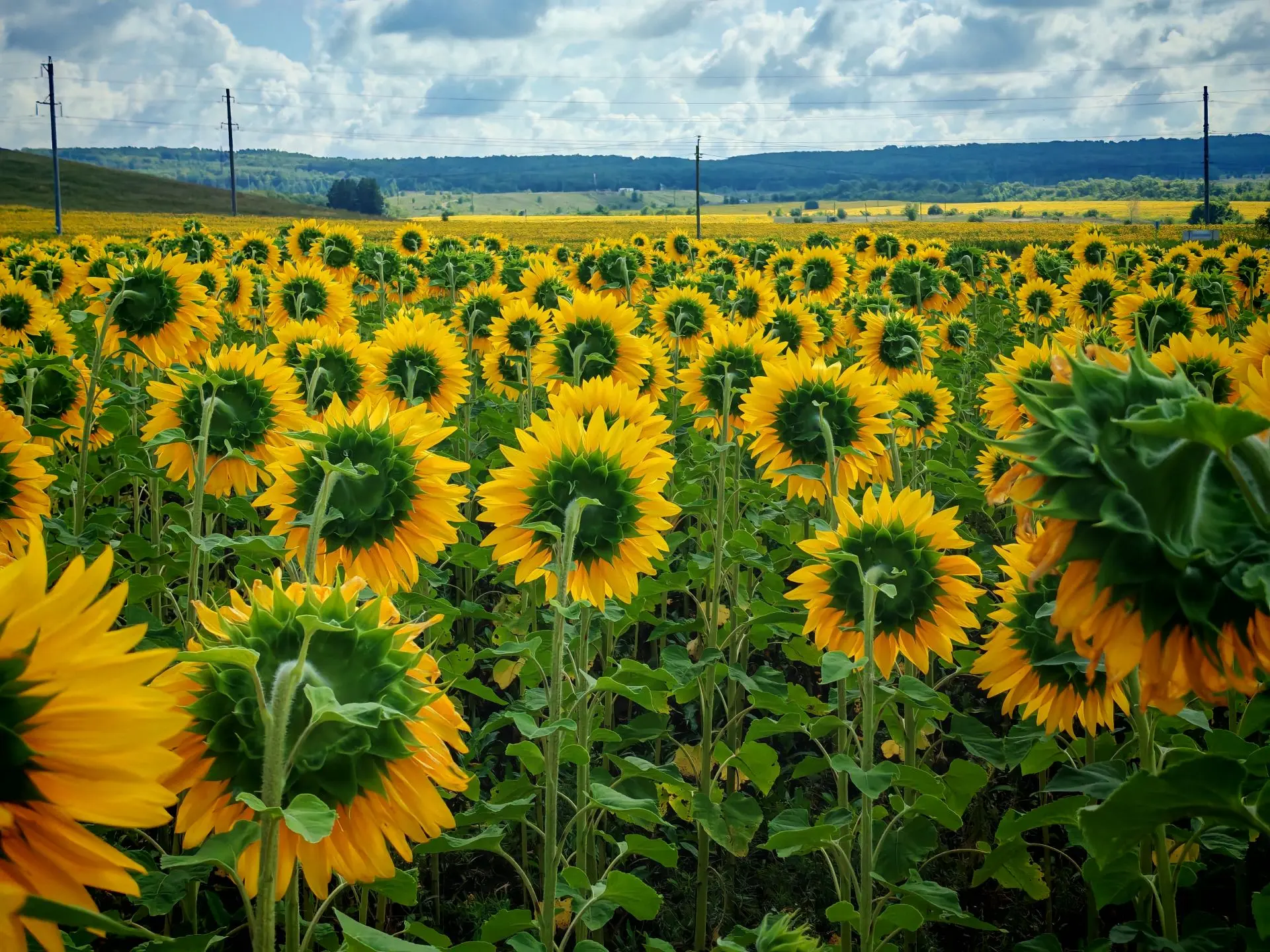 Подсолнечник (Helianthus annuus) — одно из самых впечатляющих растений в мире, которое ...