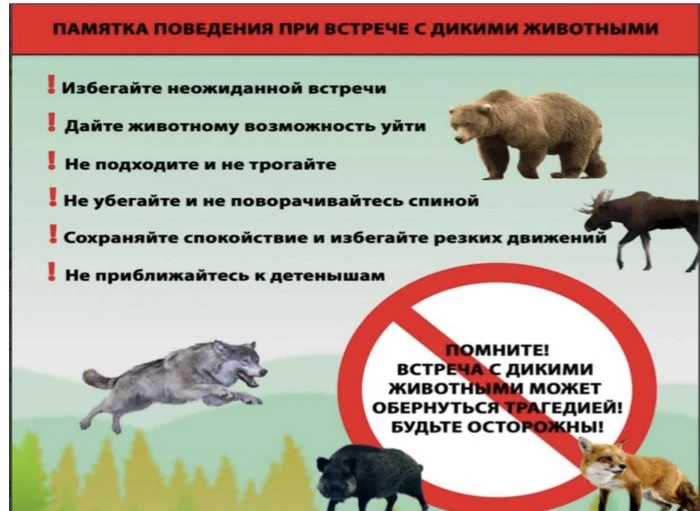 Памятка поведения при встрече с дикими животными