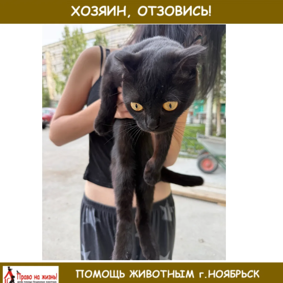 Найдена кошка, подросток, Цоя 7. Хозяевам обращаться по телефону 89220971997 Виктория