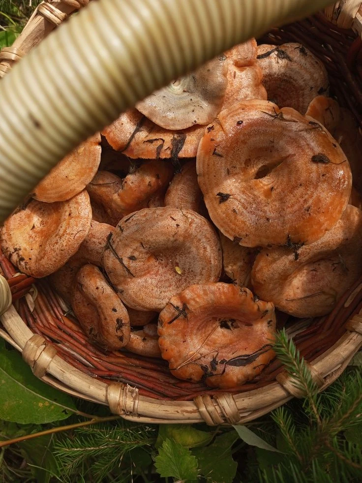Рецепты из рыжиков🍄‍🟫🍄‍🟫🍄‍🟫