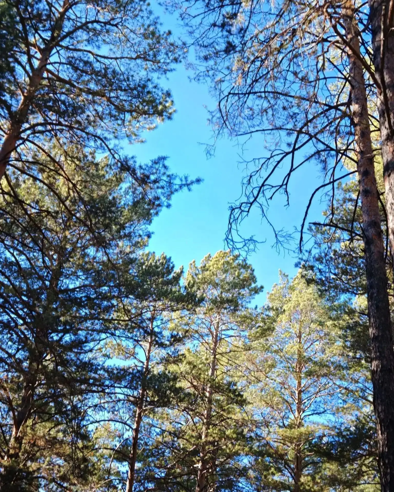 🌳🌲На 7 октября 2026 года лесопожарная обстановка в Забайкальском крае остаётся стабил...