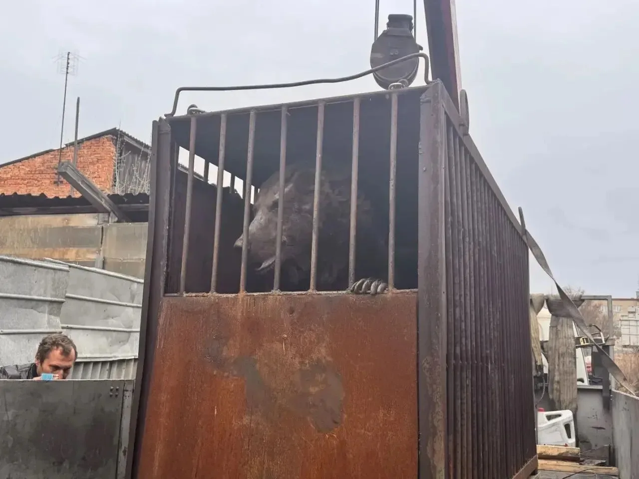 🐻Сотрудники Росприроднадзора совместно с полицией спасли медведя в Челябинской области    Росприродн