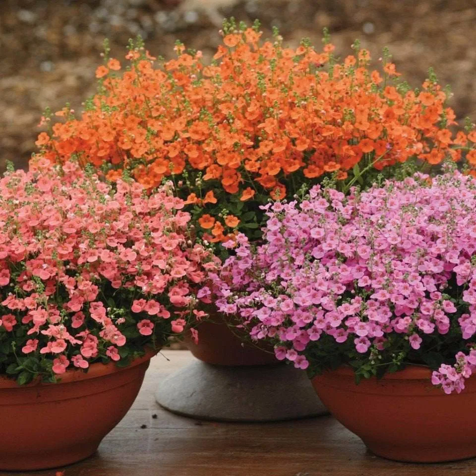 Диасция 🌸