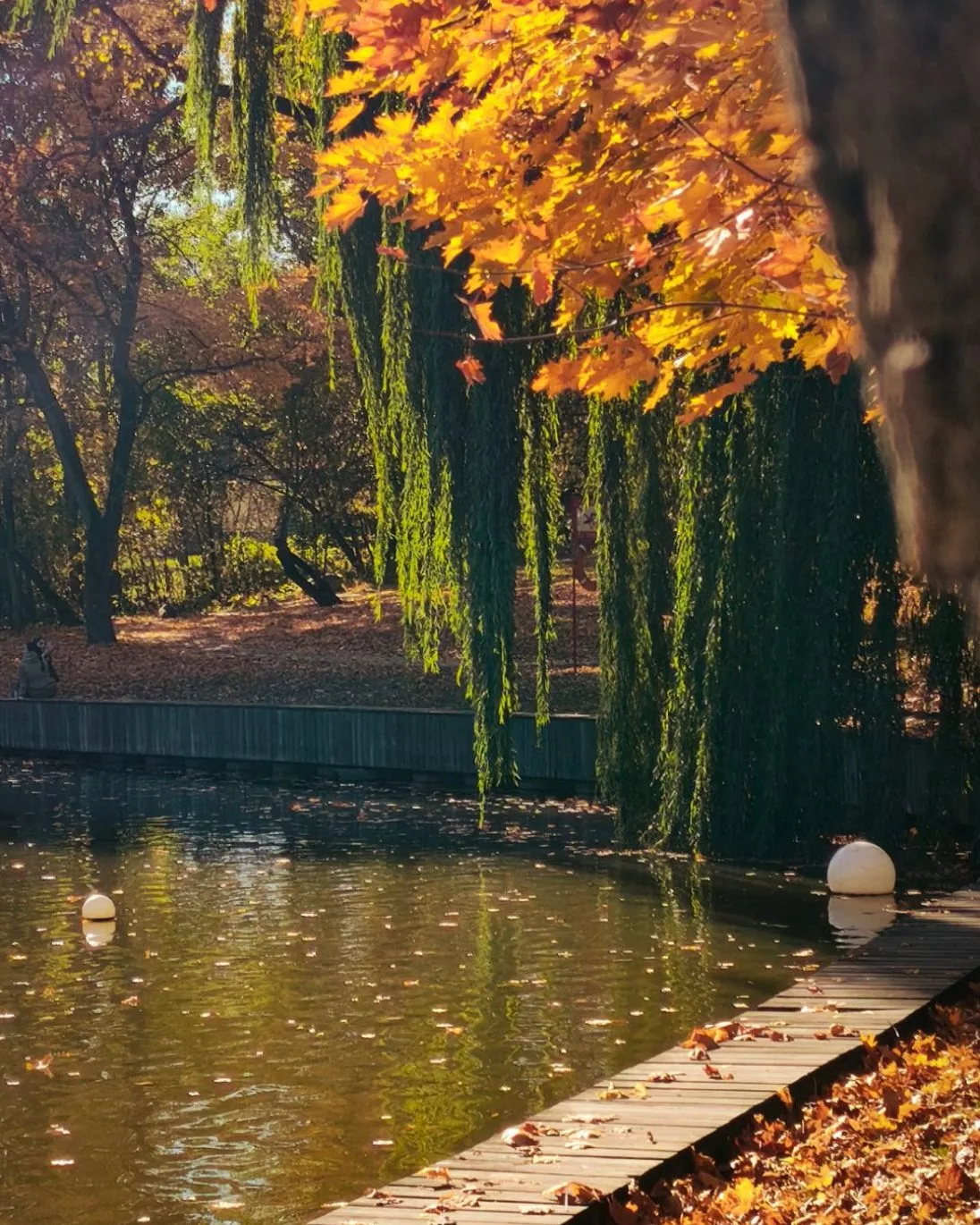 Осень в Москве пахнет прелой листвой 🍁 и лёгкой ностальгией 🍃✨