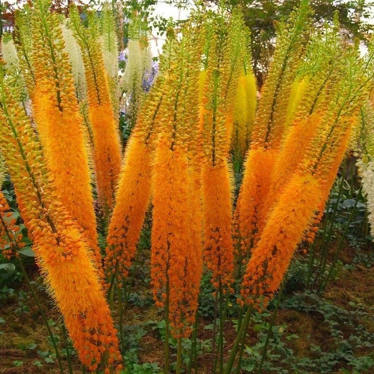 🧡 ЭРЕМУРУС «КЛЕОПАТРА»🧡