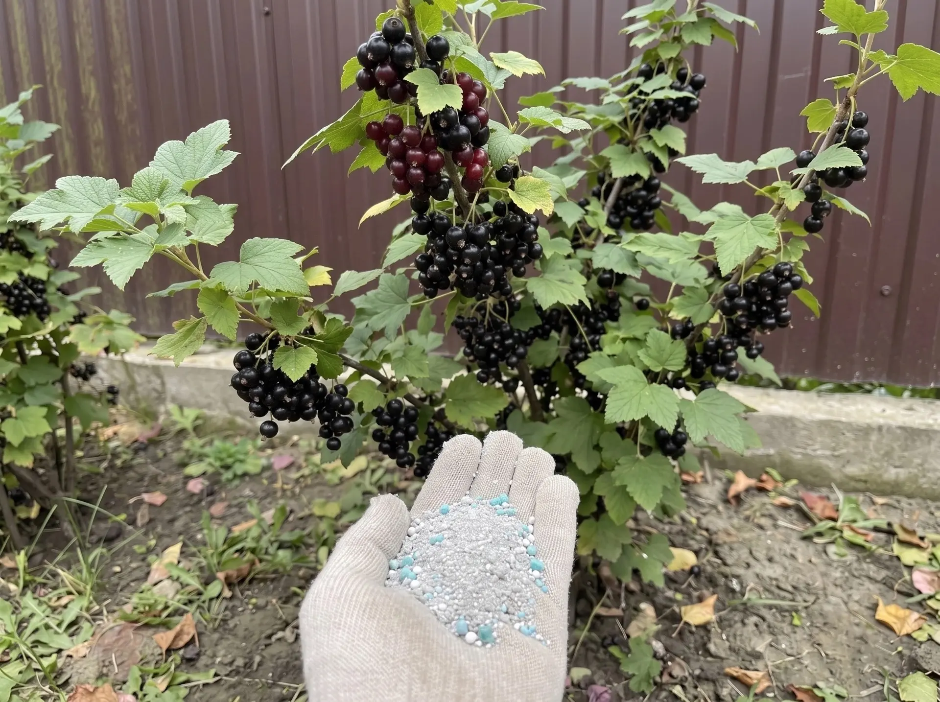 🍇 Осенняя подкормка смородины: один раз внесли и забыли до следующего лета