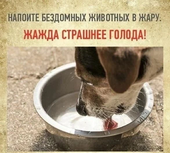 27.07.2026 10.00 И снова об источнике жизни💦
Тяжелее всех в жару приходится бездомным животным и пт