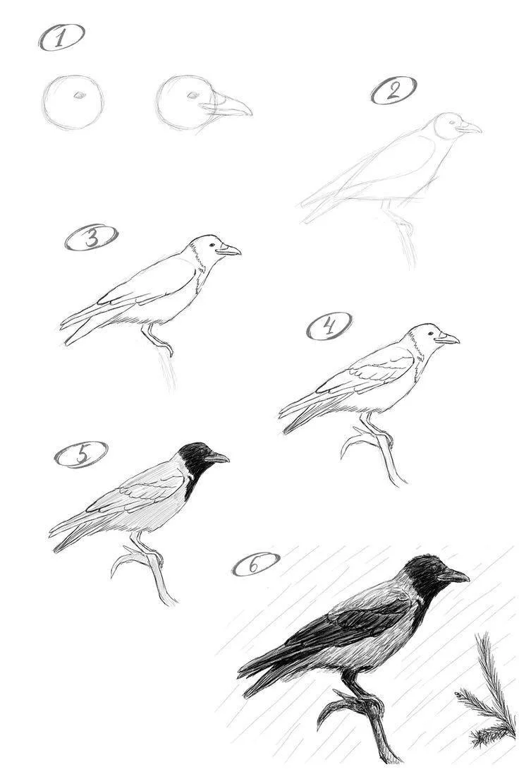 Учимся рисовать птицу на примере вороны 🐦‍⬛