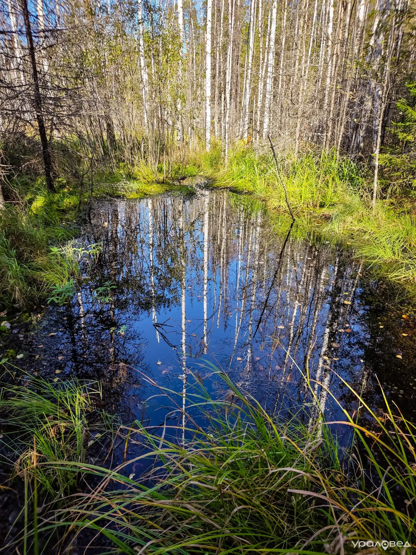 Отражения в тёмных водах в лесах в окрестностях Аяти словно приоткрывают другой, загадо...
