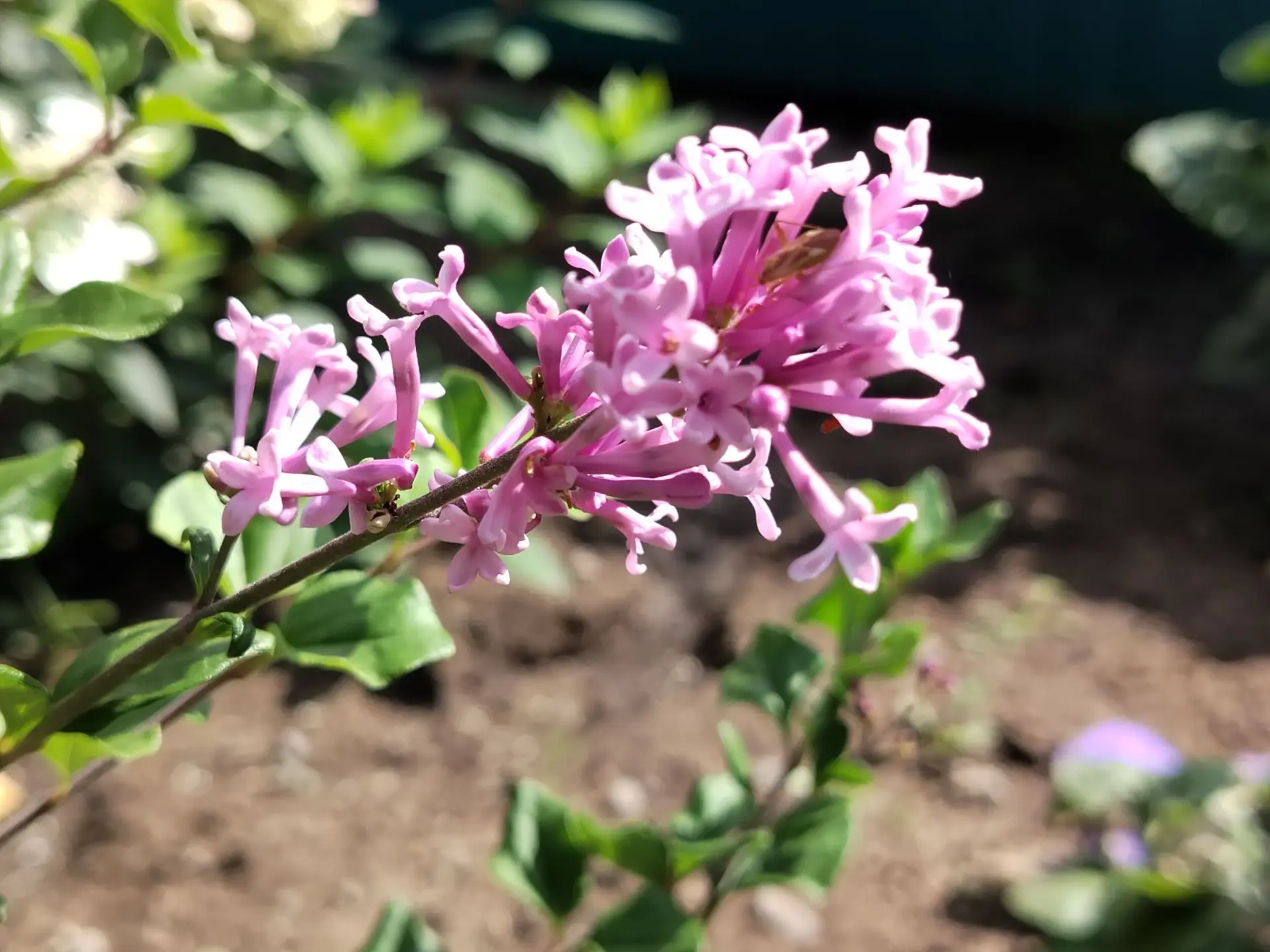 Сирень в августе? Да, это возможно! 🌸✨