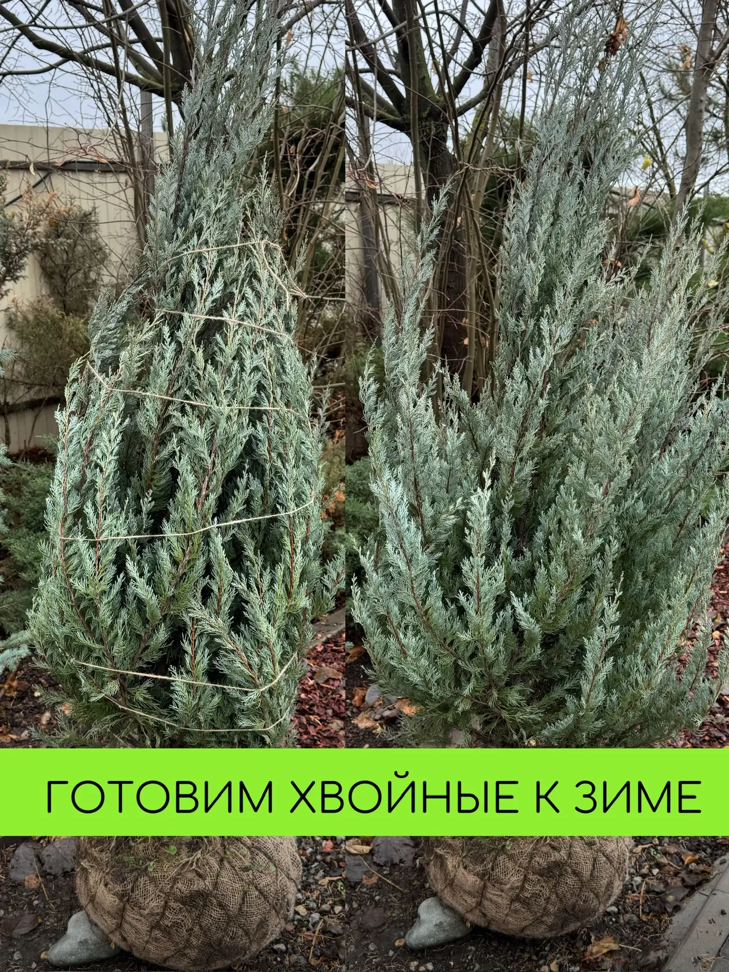 Готовим вертикальные хвойные к зиме!!  Мы выращиваем и продаем устойчивые хвойные, которые зимуют в 