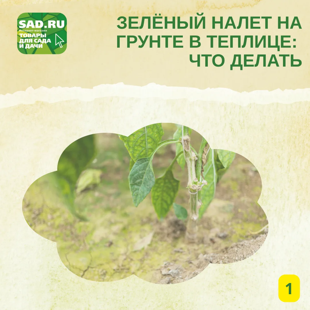 🐲ЗЕЛЁНЫЙ НАЛЕТ НА ГРУНТЕ В ТЕПЛИЦЕ: ЧТО ДЕЛАТЬ
