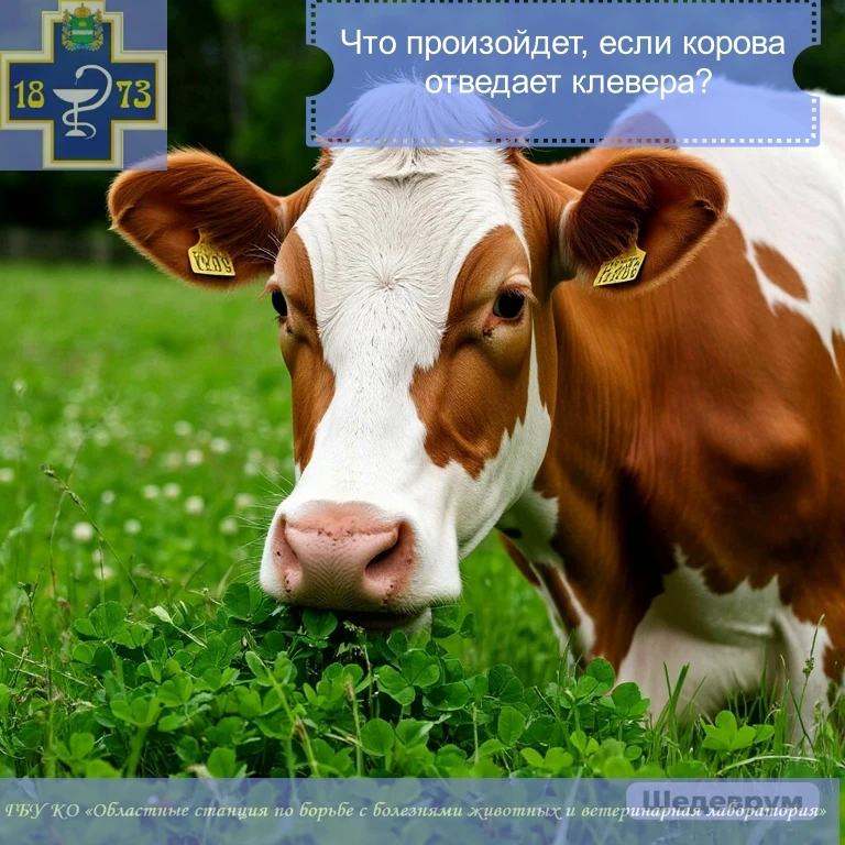 Что произойдет, если корова отведает клевера?