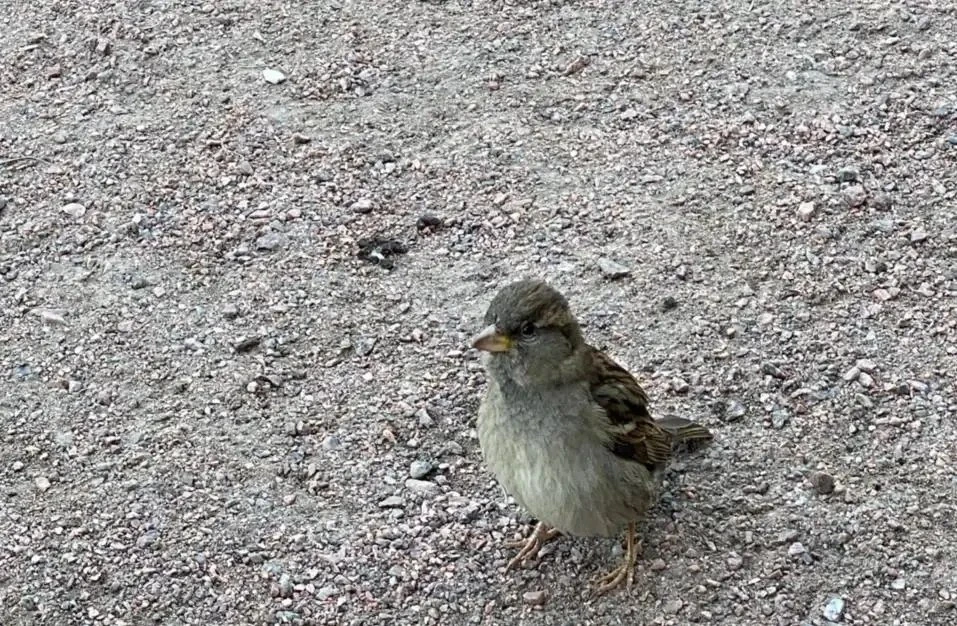 🐦В Ростовской области почти 30 лет принимали индийских воробьев за домовых