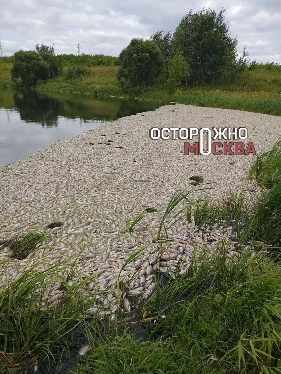 ⚠ Химикаты ударили по бизнесу: рыбные хозяйства в Домодедово готовят иски из-за загрязнения реки

По