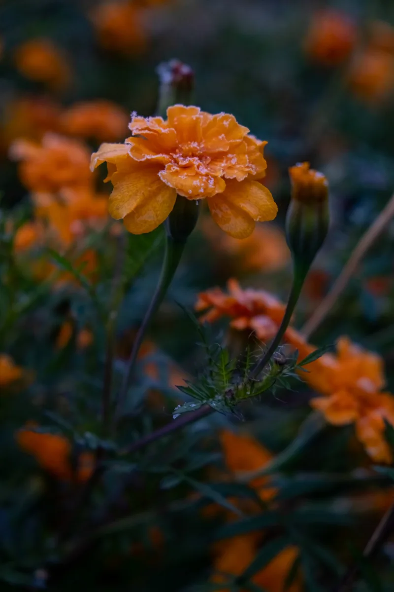 🌼 Цветы наперекор холоду