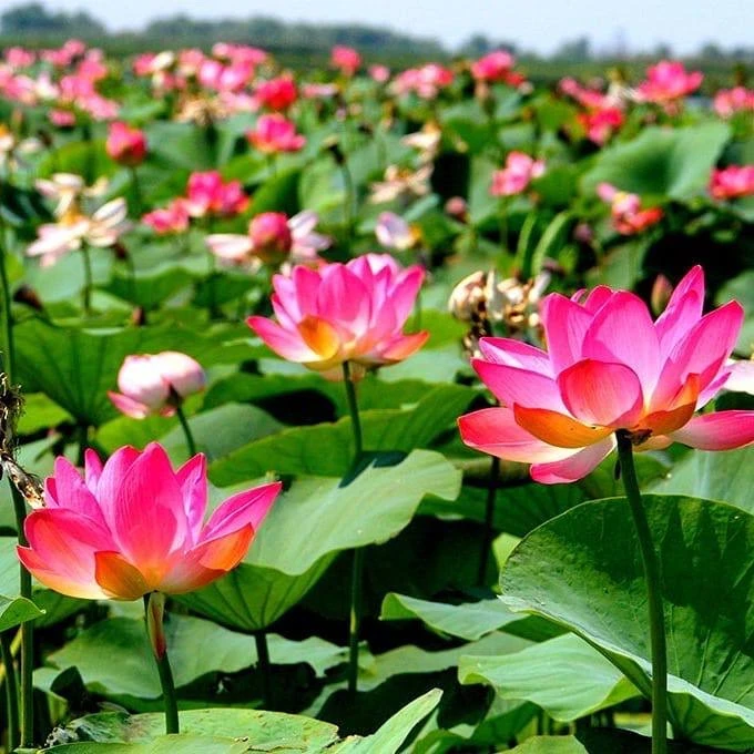 🌸 Лотосовые поля  Лотос называют жемчужиной Нижнего Поволжья 🤍 Астраханский лотос особенный и отлича