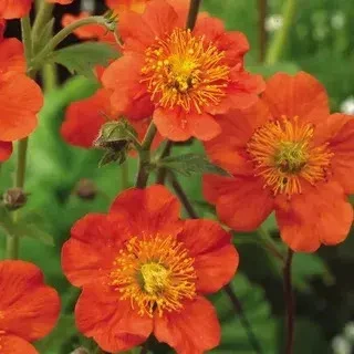 🌼 Гравилат — заметный элемент в садовом дизайне