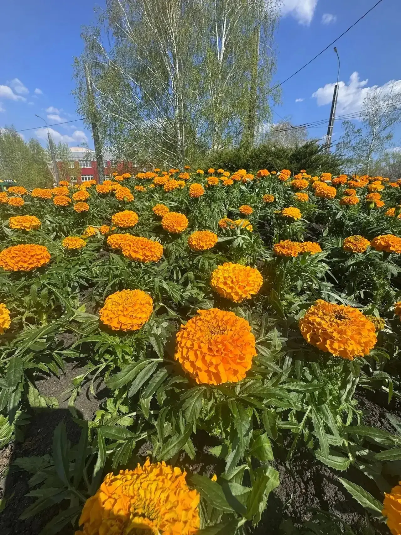Ярких красок вам в ленту! В городе разбили первые клумбы, которые радуют глаз своей красотой.  Особо
