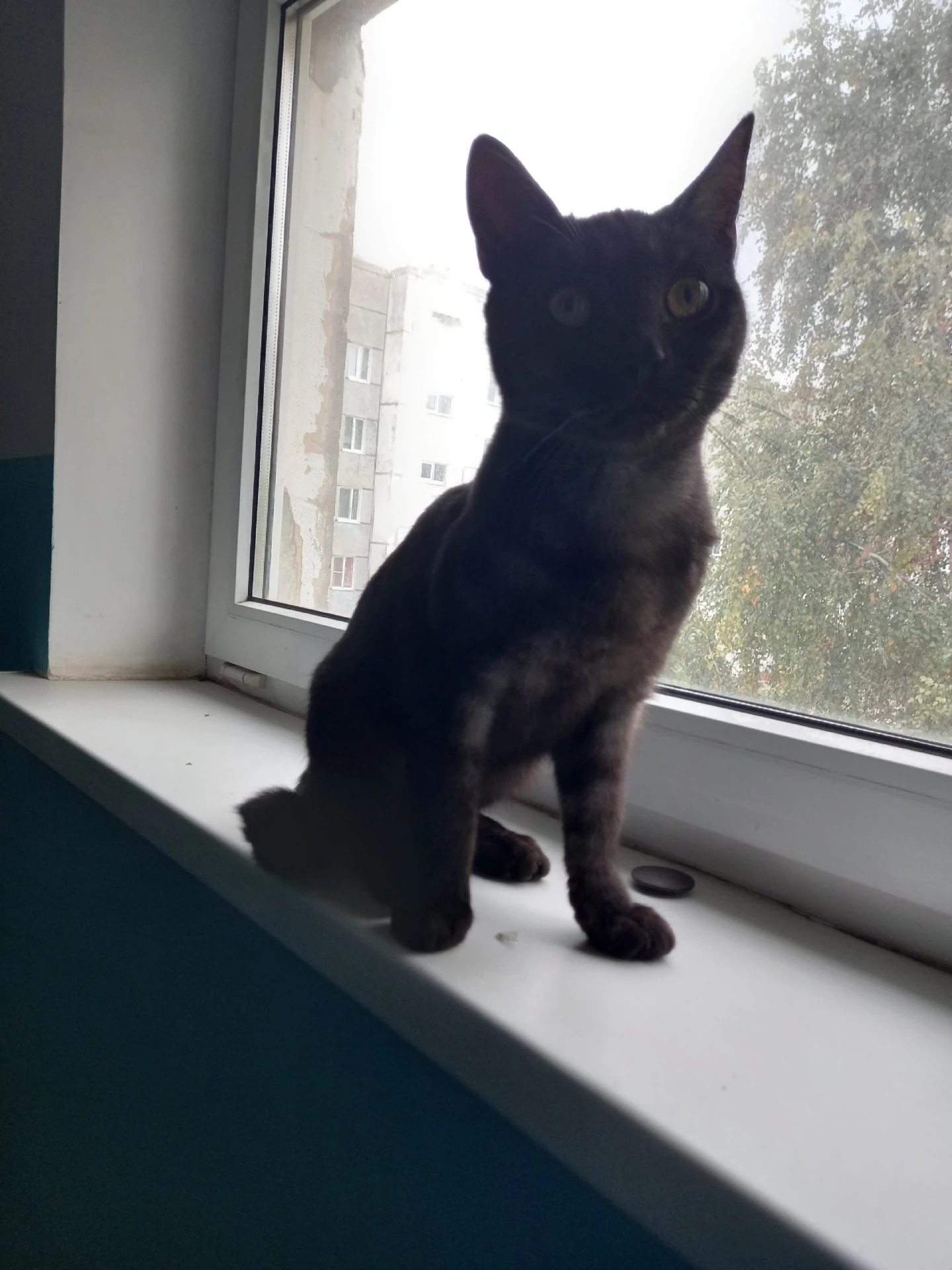 Срочно ищет тёплый дом и добрые руки молодой котик Сёма. Сам он черный, а подшерсток бе...