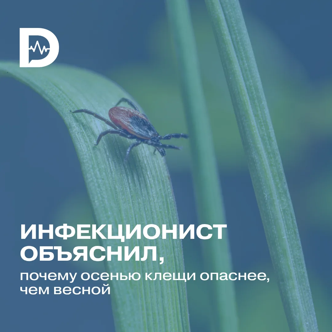 В начале лета мы мы ещё опасаемся клещей, но к осени уже расслабляемся. А зря: у иксодо...