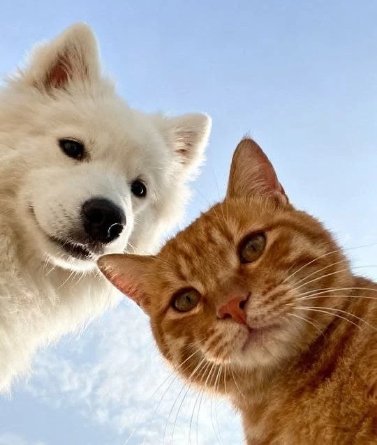 🐱 12 и 13 сентября в Севкабель Порту пройдёт благотворительный фестиваль Woof
