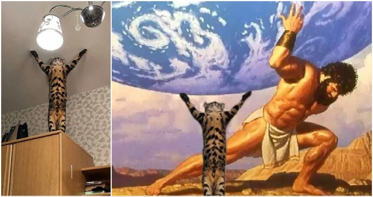 #мчп