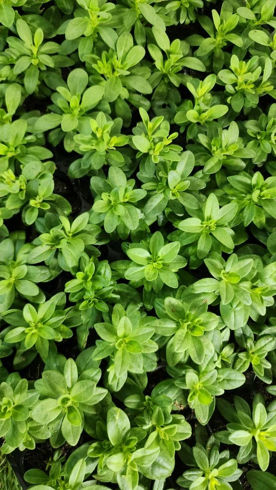 Ещё только начало февраля, а уже столько красоты наросло 😍🌱