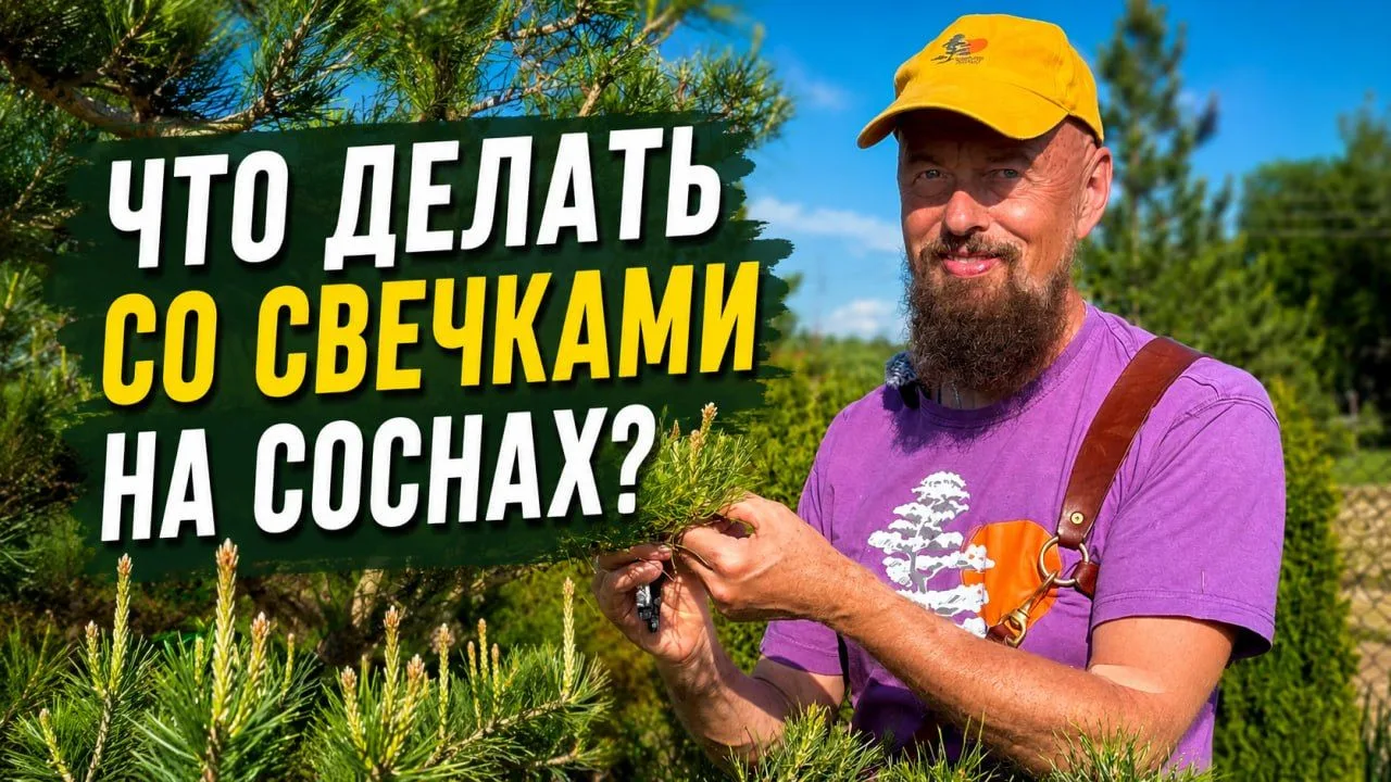 🙋‍♂️Самый частый вопрос по соснам: «Что делать со свечками?»