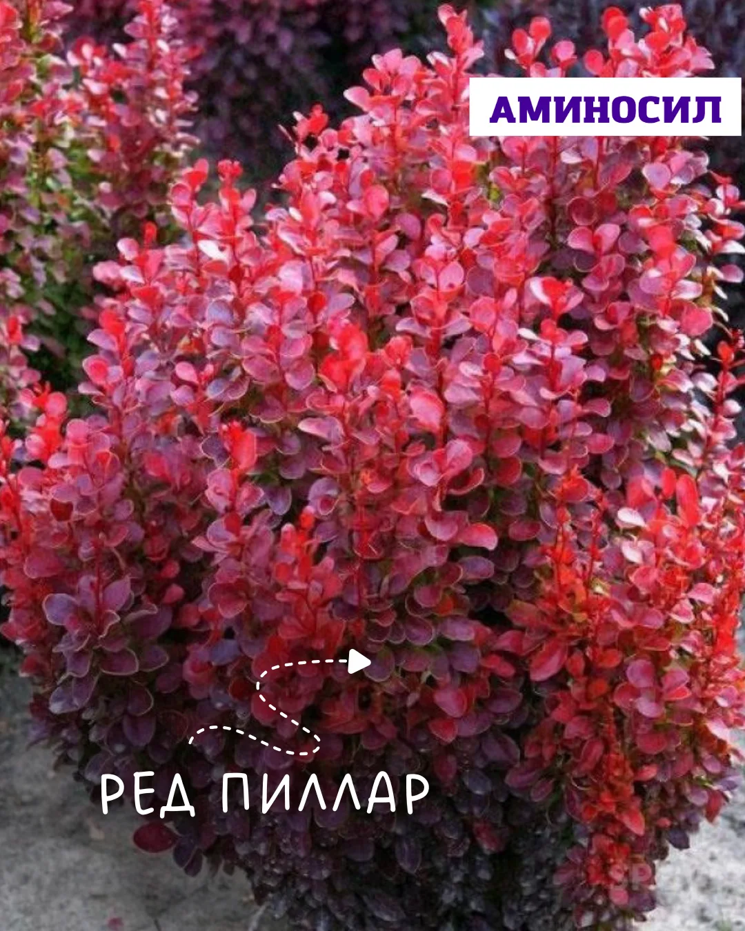 🌿 Почему барбарис не становится пышным? Главная ошибка в уходе

Многие садоводы ждут, что со времен