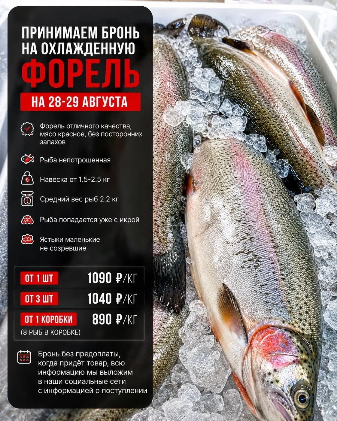 🐟 ПРИНИМАЕМ БРОНЬ НА ОХЛАЖДЁННУЮ ФОРЕЛЬ от 890₽/кг